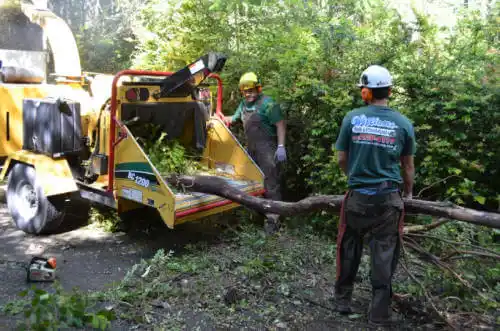 tree services Chatham